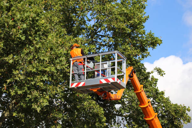 Professional Tree Removal in Lake Mohawk, OH