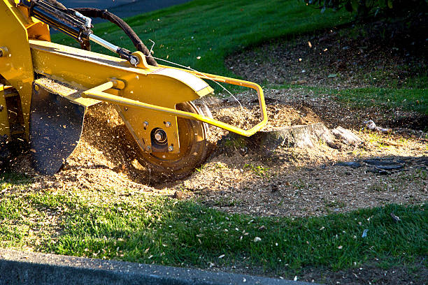 Best Leaf Removal  in Lake Mawk, OH